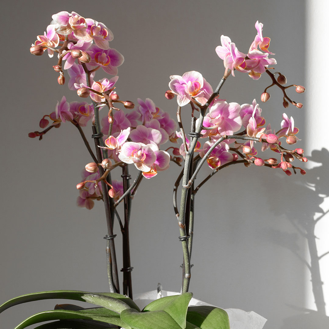 orchidea boquetto